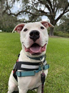 TOBIAS - American Bulldog available for adoption