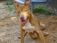 KODA - Photo 1