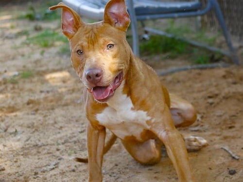 KODA - Staffordshire Bull Terrier available for adoption