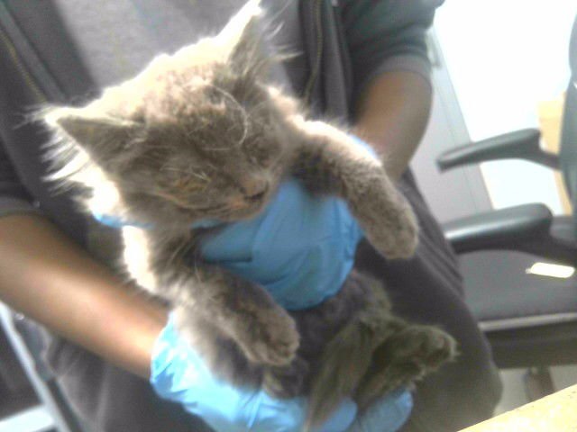 GARGOYLE - Domestic Long Hair available for adoption