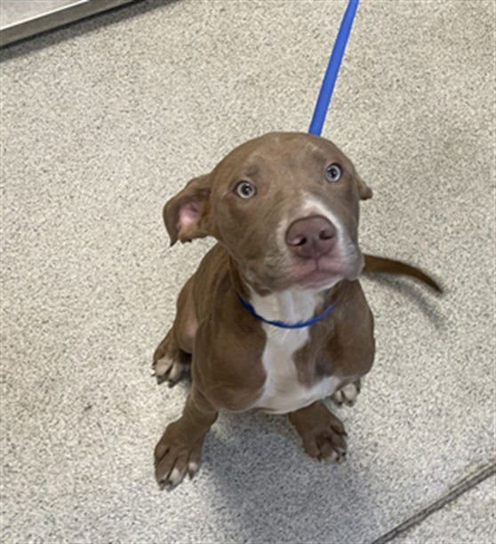 CAESAR - Labrador Retriever / American Staffordshire Terrier available for adoption