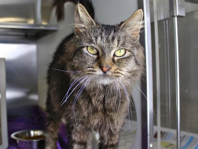 ONION - Domestic Medium Hair available for adoption