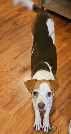 BINX - Jack Russell Terrier (Parson Russell Terrier) / Beagle available for adoption