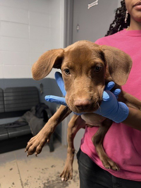 BEAN - Labrador Retriever available for adoption