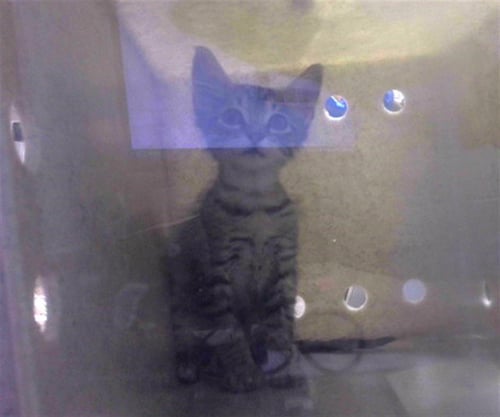 CANTHON - Domestic Medium Hair available for adoption