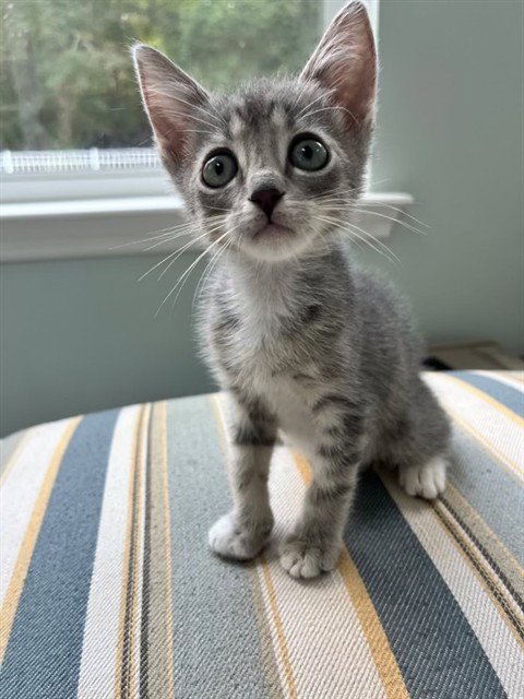 PEETA - Domestic Short Hair available for adoption