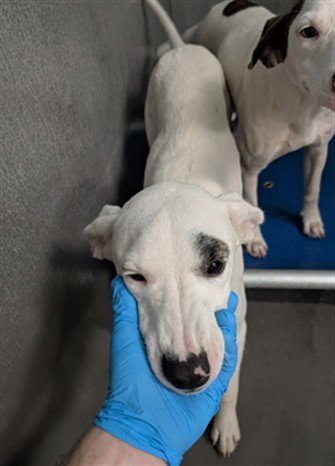 MITZI - Labrador Retriever available for adoption