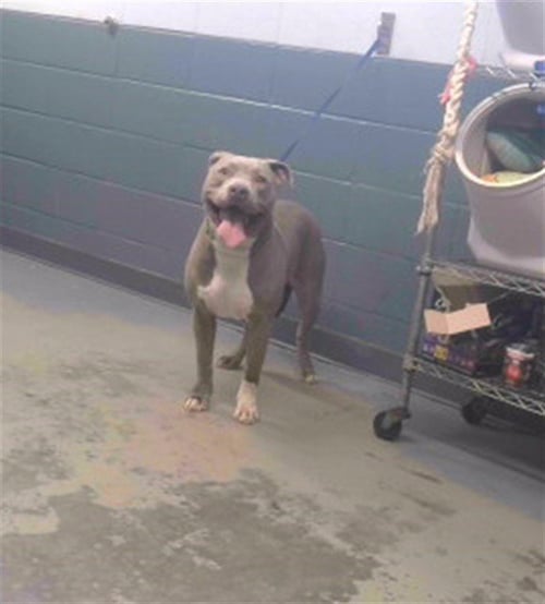 ZEUS - American Staffordshire Terrier / American Pit Bull Terrier available for adoption