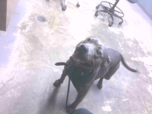 KLAUS - American Staffordshire Terrier available for adoption