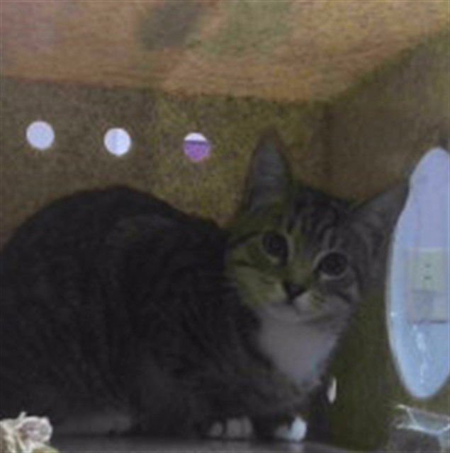 BEN - Domestic Short Hair available for adoption