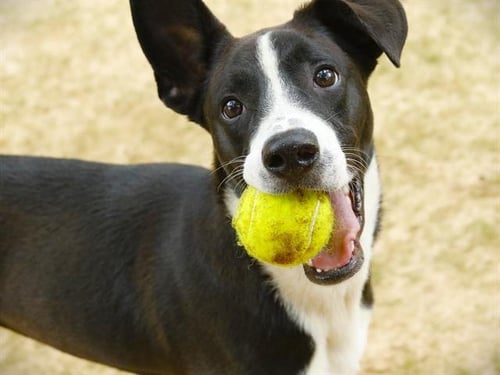FIZZ - Border Collie available for adoption