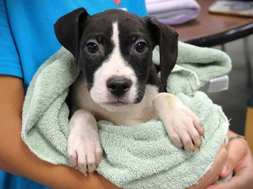 DR PEPPER - American Pit Bull Terrier available for adoption