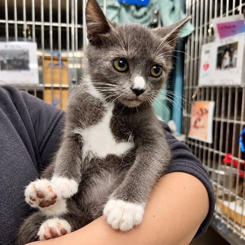 VENDETTA - Domestic Short Hair available for adoption
