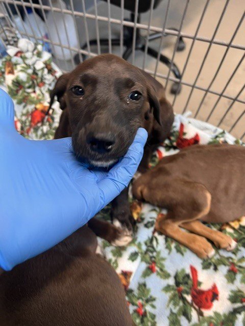 CHAMOMILE - Labrador Retriever available for adoption