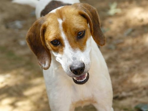 KACEY - Treeing Walker Coonhound available for adoption