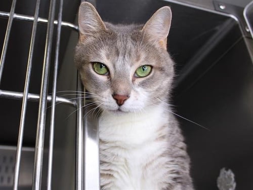 GIGI - Domestic Short Hair available for adoption