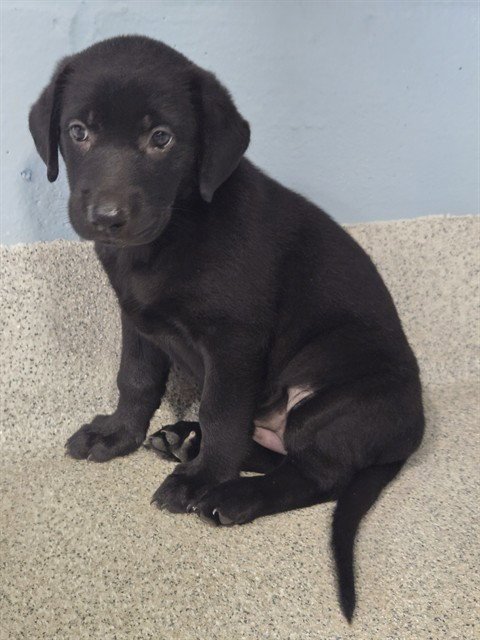 CHICKADEE - Labrador Retriever available for adoption