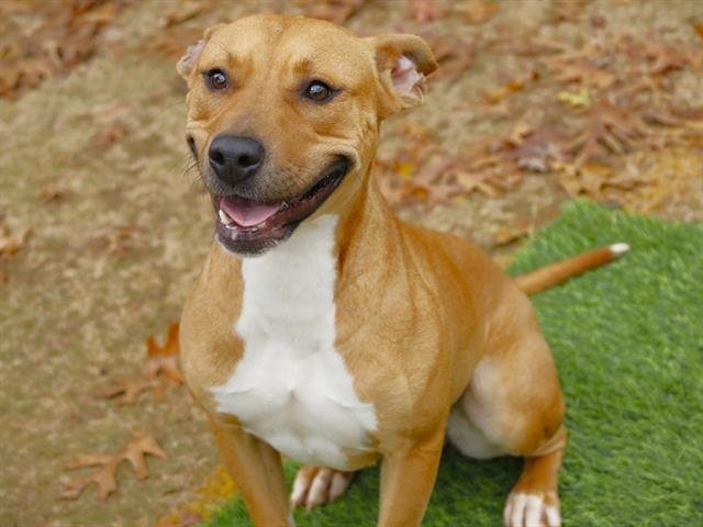 SHANIA - American Staffordshire Terrier available for adoption
