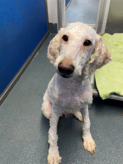 APRICOT - Poodle (Standard) / Golden Retriever available for adoption