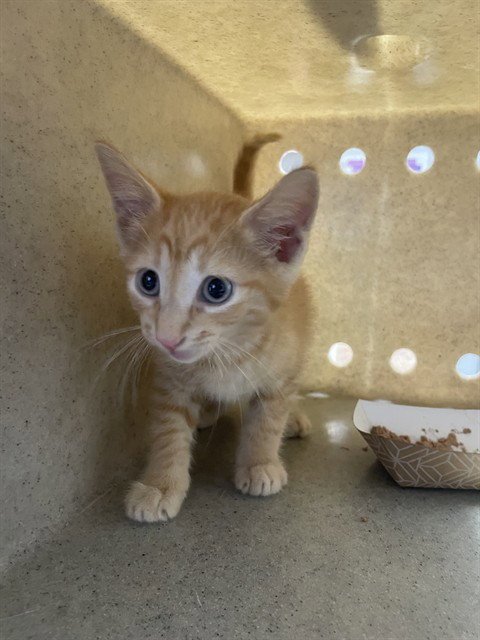 CHUCK - Domestic Short Hair available for adoption