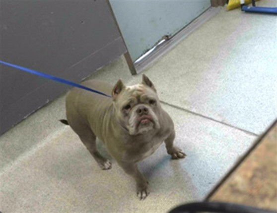 PIE - American Bulldog / French Bulldog available for adoption