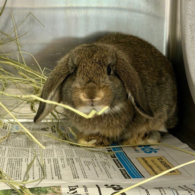 JAYCEY - Shorthaired Rabbit available for adoption