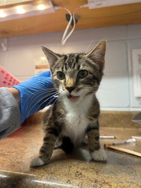 CARL - Domestic Short Hair available for adoption
