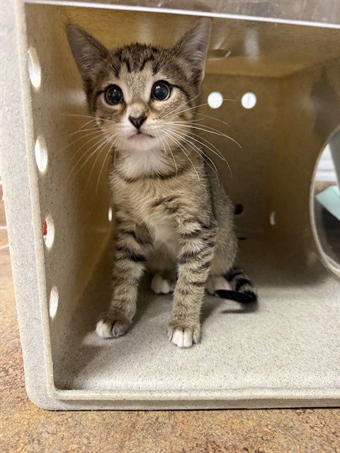 PARROT - Domestic Short Hair available for adoption