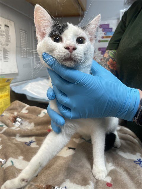 PIPPY - Domestic Short Hair available for adoption