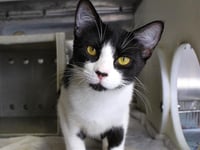 OREO - Photo 1