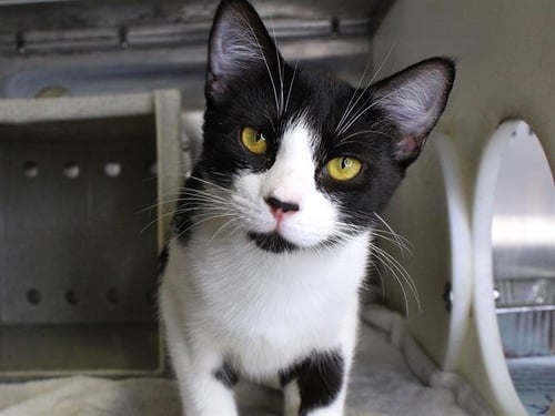 OREO - Domestic Short Hair available for adoption