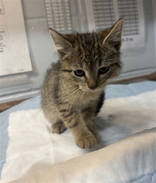 SELMA - Domestic Short Hair available for adoption