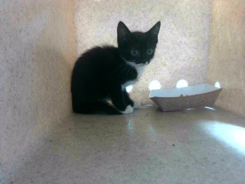 BETTY - Domestic Short Hair available for adoption