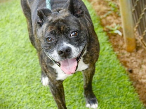 BELLA - Boston Terrier / American Pit Bull Terrier available for adoption