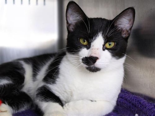SKUNKIE - Domestic Short Hair available for adoption