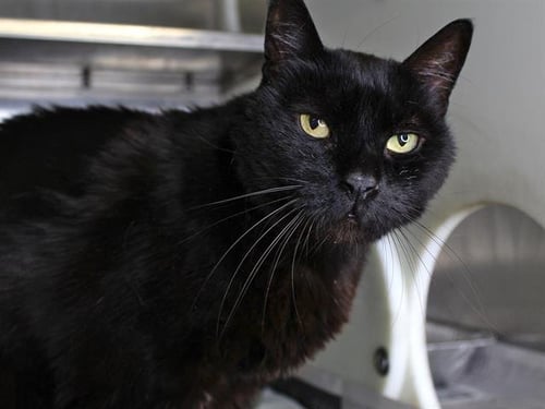 BEAR - Domestic Short Hair available for adoption