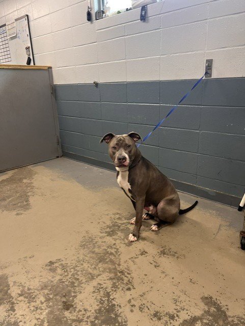GRAVY - American Staffordshire Terrier available for adoption