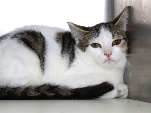 KURA - Domestic Short Hair available for adoption