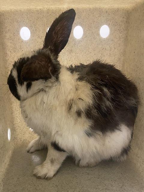 SUE RONG - Shorthaired Rabbit available for adoption