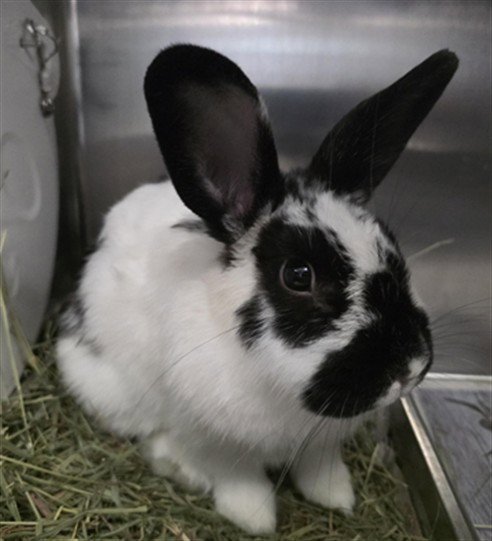 SUE RONG - Shorthaired Rabbit available for adoption