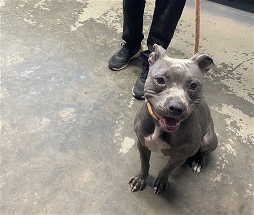 OLA - American Staffordshire Terrier available for adoption