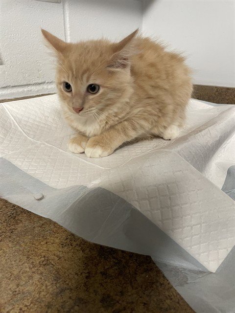 CIDER - Domestic Medium Hair available for adoption