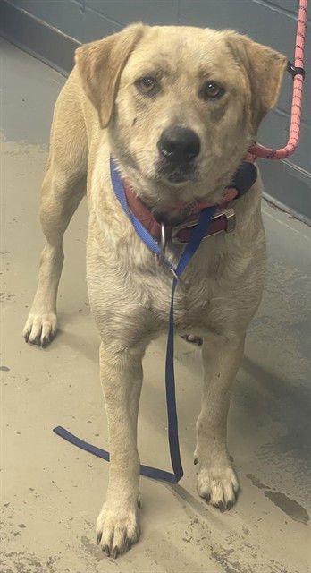 ANNALISE - Catahoula Leopard Dog available for adoption