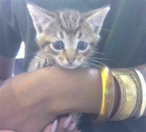 PIP - Domestic Short Hair available for adoption