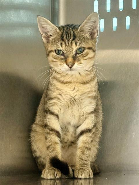 FLORA - Domestic Short Hair available for adoption