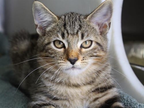 MAPLE - Domestic Short Hair available for adoption