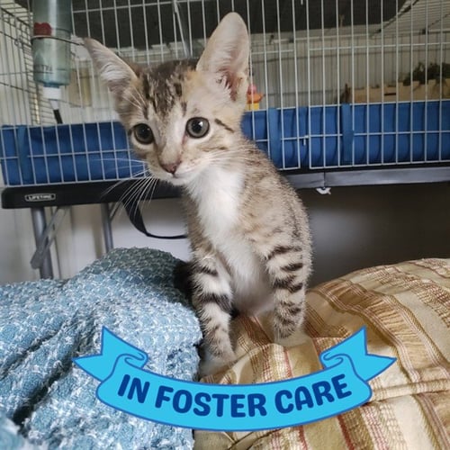 FIFER - Domestic Short Hair available for adoption