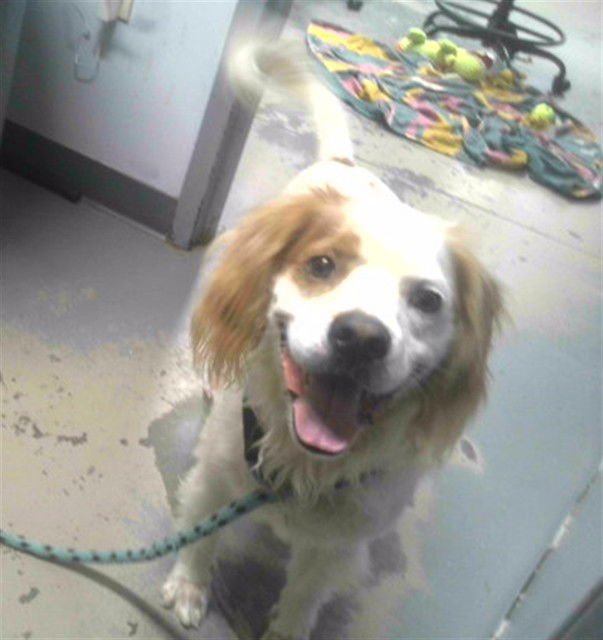 CANE - French Brittany available for adoption