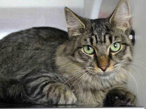 STEVIE - Domestic Medium Hair available for adoption