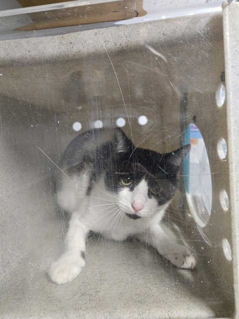DYLAN - Domestic Short Hair available for adoption